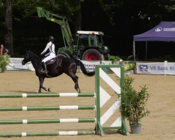 Reitturnier Heddesheim 2024