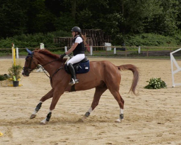 Reitturnier Heddesheim 2024