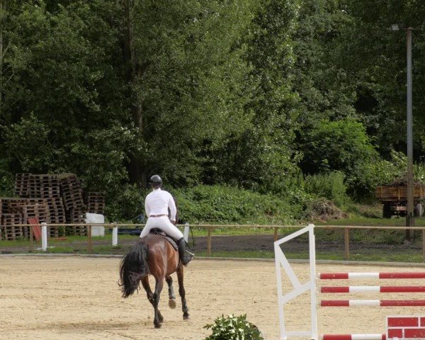 Reitturnier Heddesheim 2024