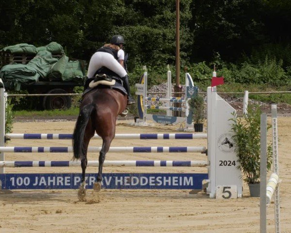 Reitturnier Heddesheim 2024