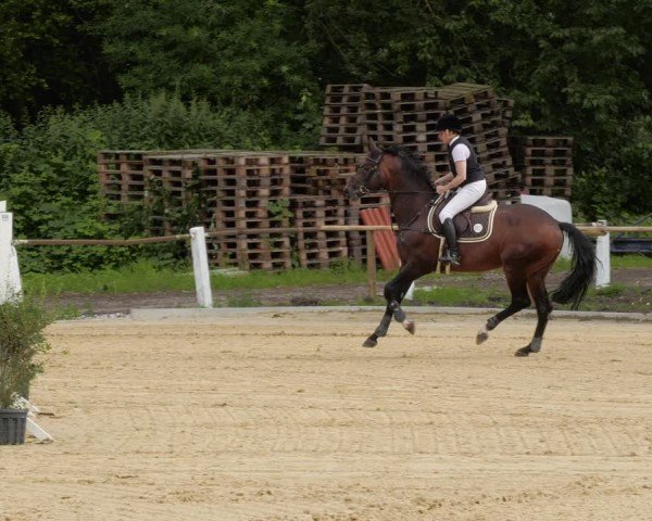 Reitturnier Heddesheim 2024