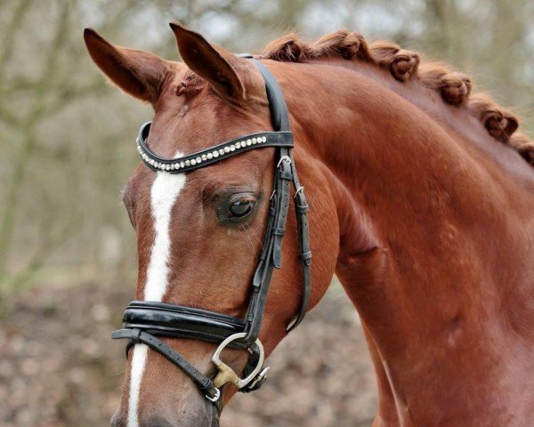 Pferd Championata 3 (Oldenburger, 2020, von Monterey)