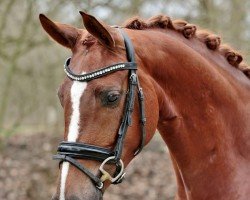 horse Championata 3 (Oldenburg, 2020, from Monterey)