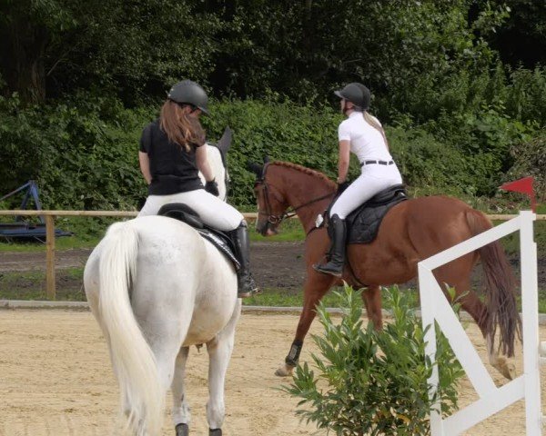 Reitturnier Heddesheim 2024