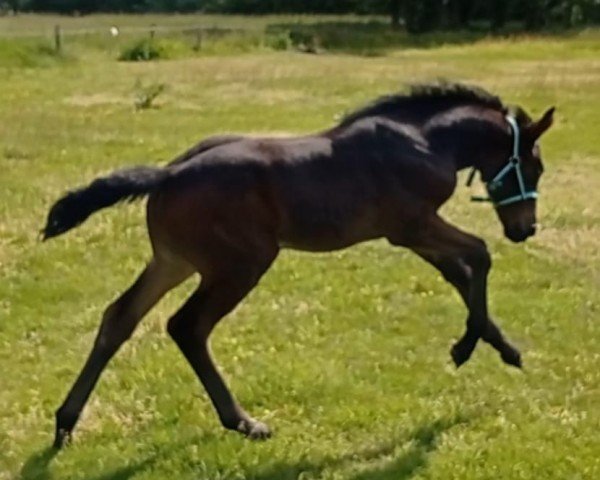 Pferd Daisy (Hannoveraner, 2023, von Diathletico FRH)