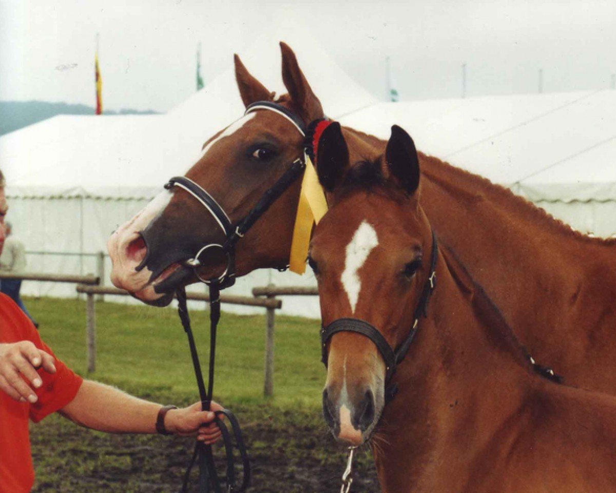 dressage horse Sir Sandro (Oldenburg, 2002, from Sandro Hit)