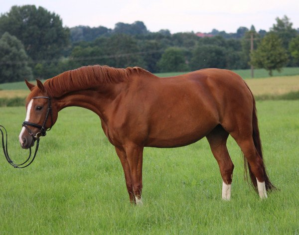 dressage horse Jessy (German Riding Pony, 2010, from Heidbergs Nancho Nova) dressage horse Jessy (German Riding Pony, 2010, from Heidbergs Nancho Nova)