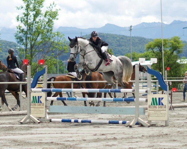 jumper Funky Felina (German Sport Horse, 2014)