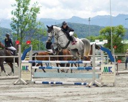 jumper Funky Felina (German Sport Horse, 2014)