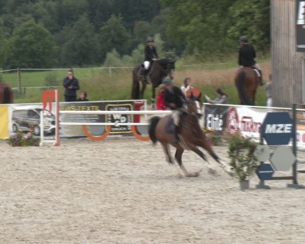 Springturnier Seewalchen 2024