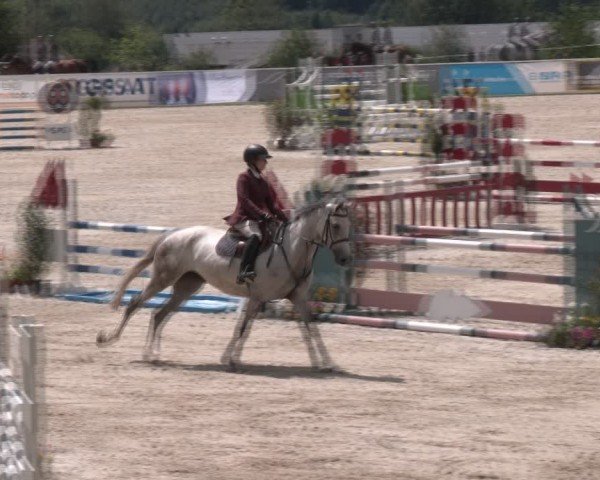 Springturnier Seewalchen 2024