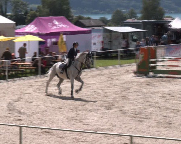 Springturnier Seewalchen 2024