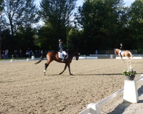 Reitturnier Heddesheim 2024
