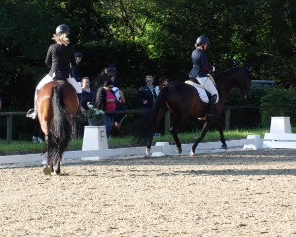 Reitturnier Heddesheim 2024