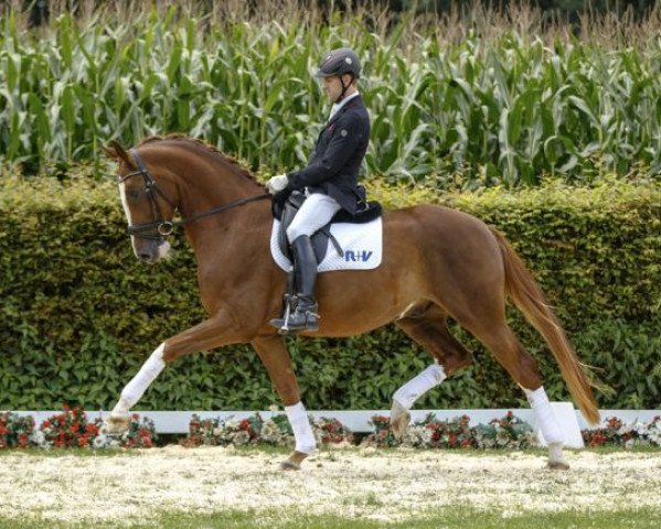 dressage horse Don Piccolo (Westphalian, 2012, from Don Schufro)