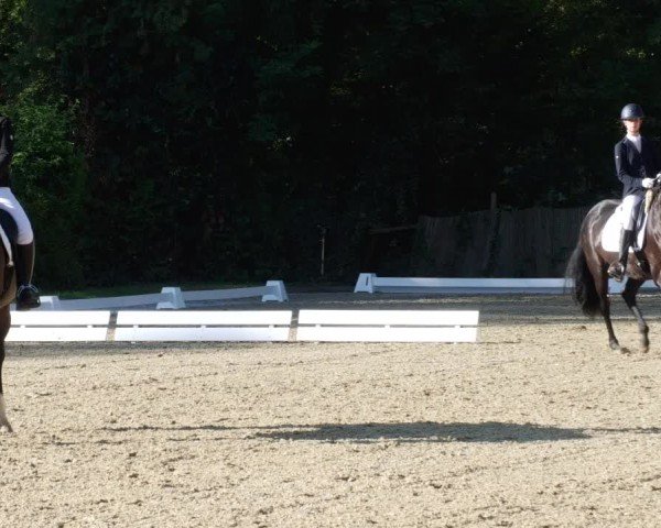 Reitturnier Heddesheim 2024