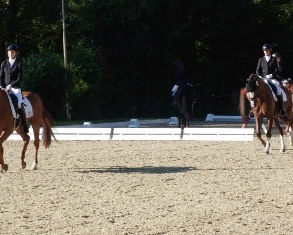 Reitturnier Heddesheim 2024