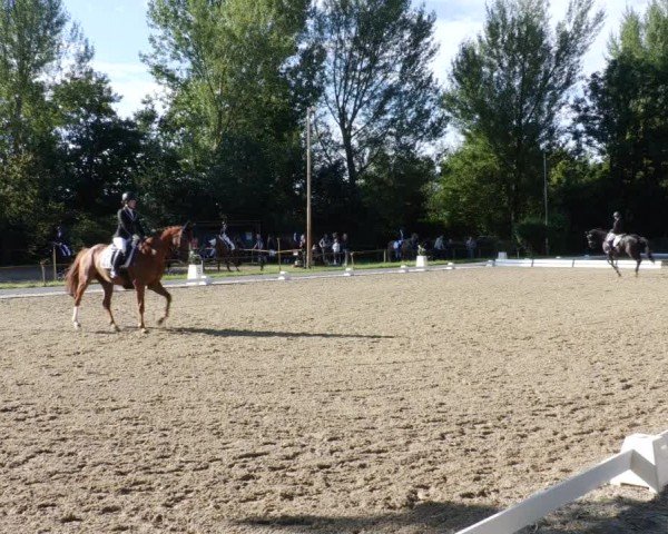 Reitturnier Heddesheim 2024
