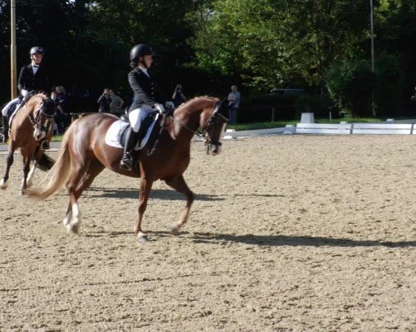 Reitturnier Heddesheim 2024