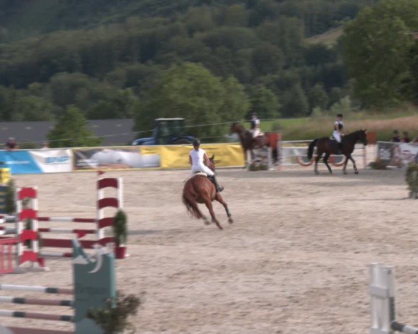 Springturnier Seewalchen 2024