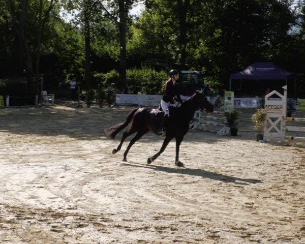 Reitturnier Heddesheim 2024