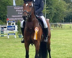 Springpferd Enzo 148 (KWPN (Niederländisches Warmblut), 2013, von Eldorado van de Zeshoek)