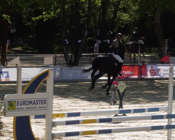 Reitturnier Heddesheim 2024