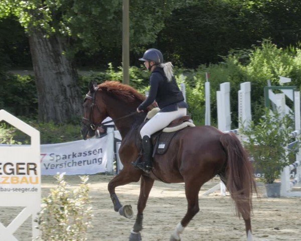 Reitturnier Heddesheim 2024