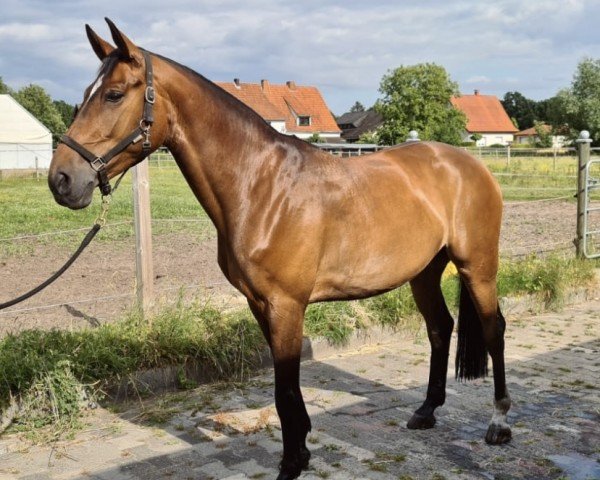 horse Viola 315 (Westphalian, 2018, from Vancouver d'Auvray)