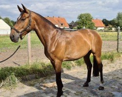 horse Viola 315 (Westphalian, 2018, from Vancouver d'Auvray)
