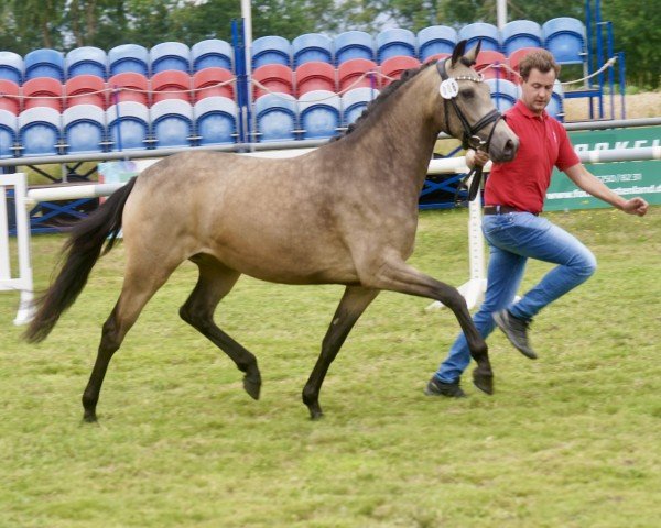 Zuchtstute Ganz Elegant (Deutsches Reitpony, 2021, von Golden Grey NRW)