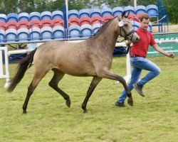 Zuchtstute Ganz Elegant (Deutsches Reitpony, 2021, von Golden Grey NRW)