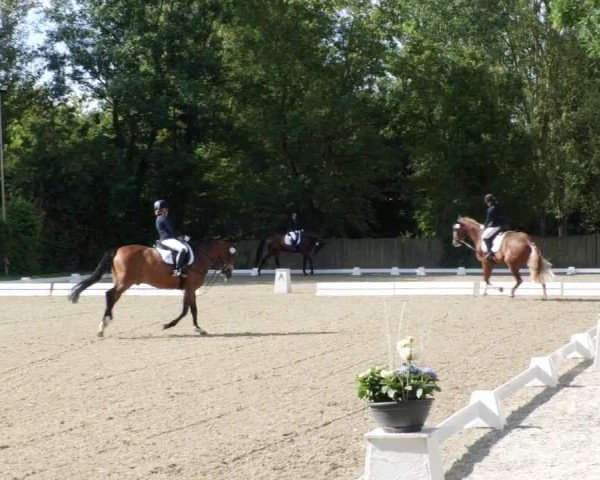 Reitturnier Heddesheim 2024