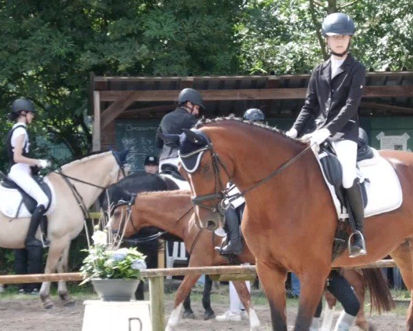 Reitturnier Heddesheim 2024