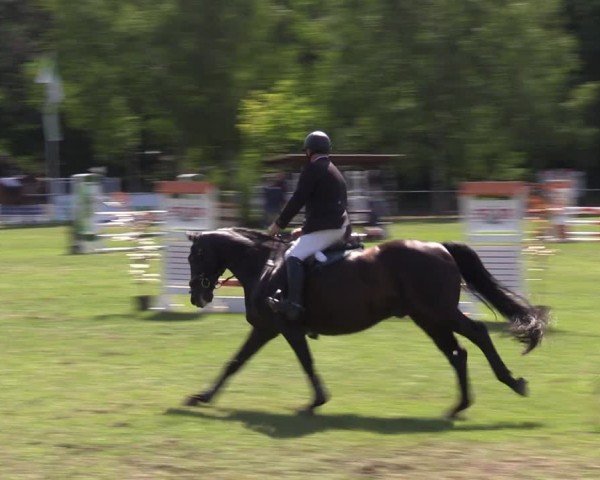 Reitturnier Niederwerbig 2024