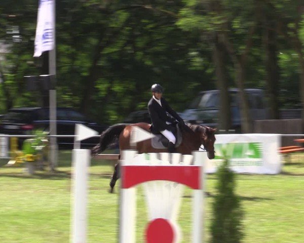 Reitturnier Niederwerbig 2024