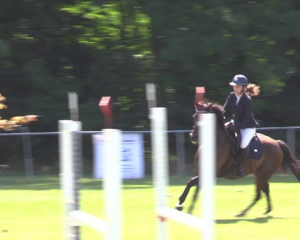 Reitturnier Niederwerbig 2024