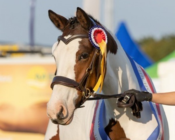 broodmare Soel'rings Carte D'or (German Riding Pony, 2018, from A kind of Magic 5)