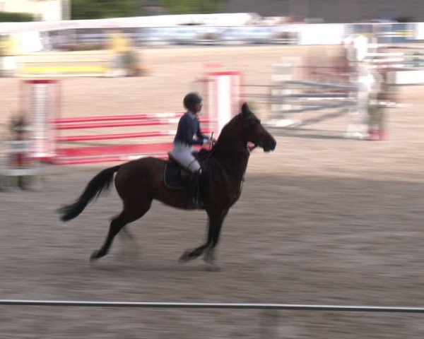 Springturnier Seewalchen 2024