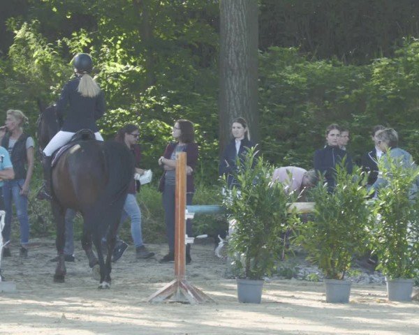 Reitturnier Heddesheim 2024