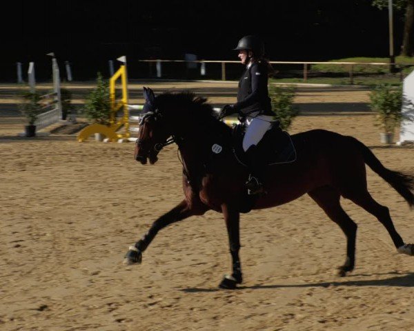 Reitturnier Heddesheim 2024