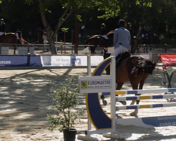 Reitturnier Heddesheim 2024
