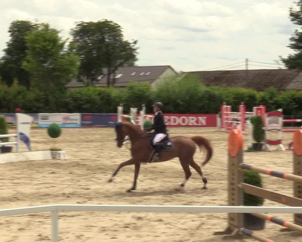 Reitturnier Fröndenberg 2024