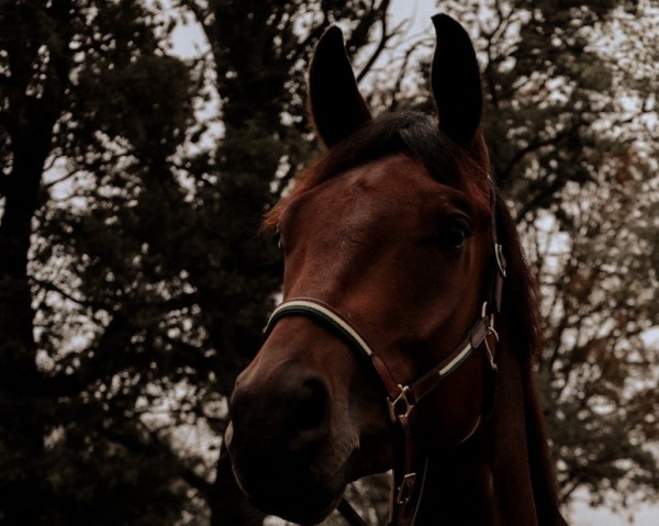 horse Fynnigen Forell (Oldenburg, 2019, from Franziskus FRH)