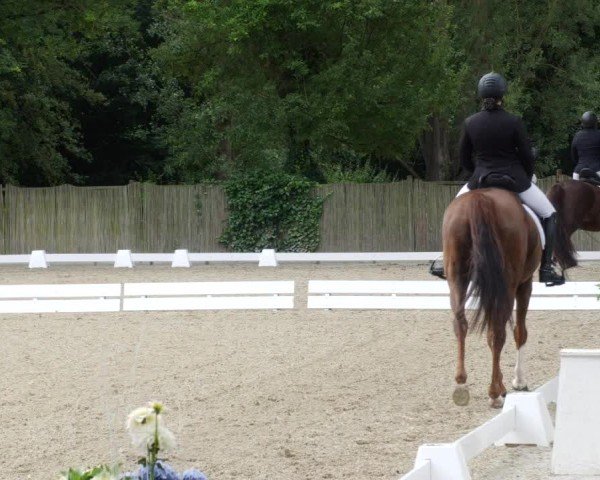 Reitturnier Heddesheim 2024