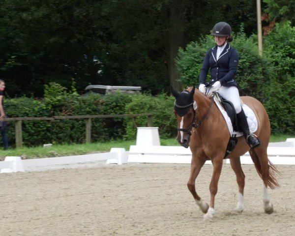 Reitturnier Heddesheim 2024