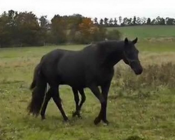 broodmare Wüstenkönigin (Hanoverian, 2008, from Weltpoet)