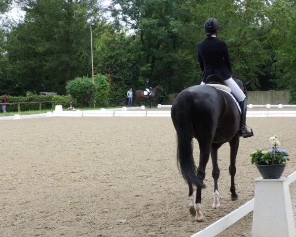 Reitturnier Heddesheim 2024