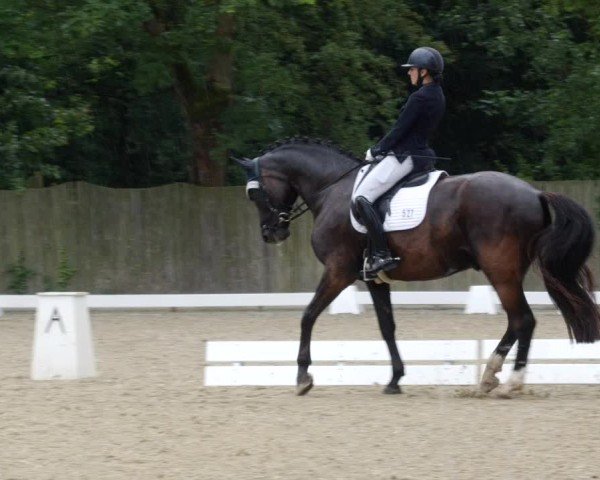 Reitturnier Heddesheim 2024