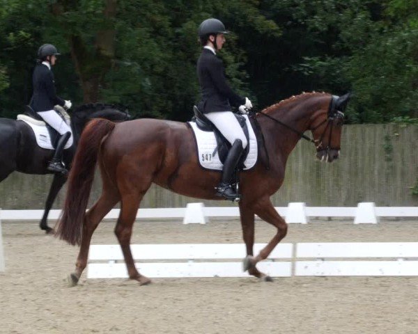 Reitturnier Heddesheim 2024